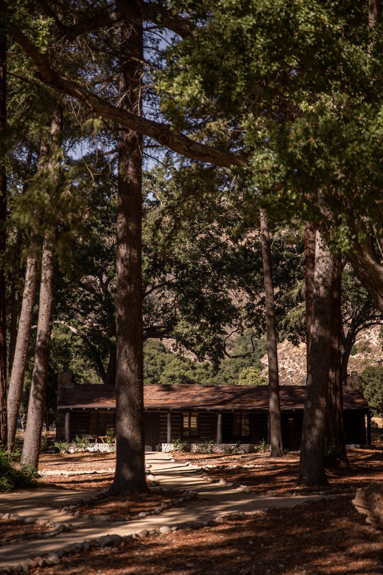 Cabin Row through the pines