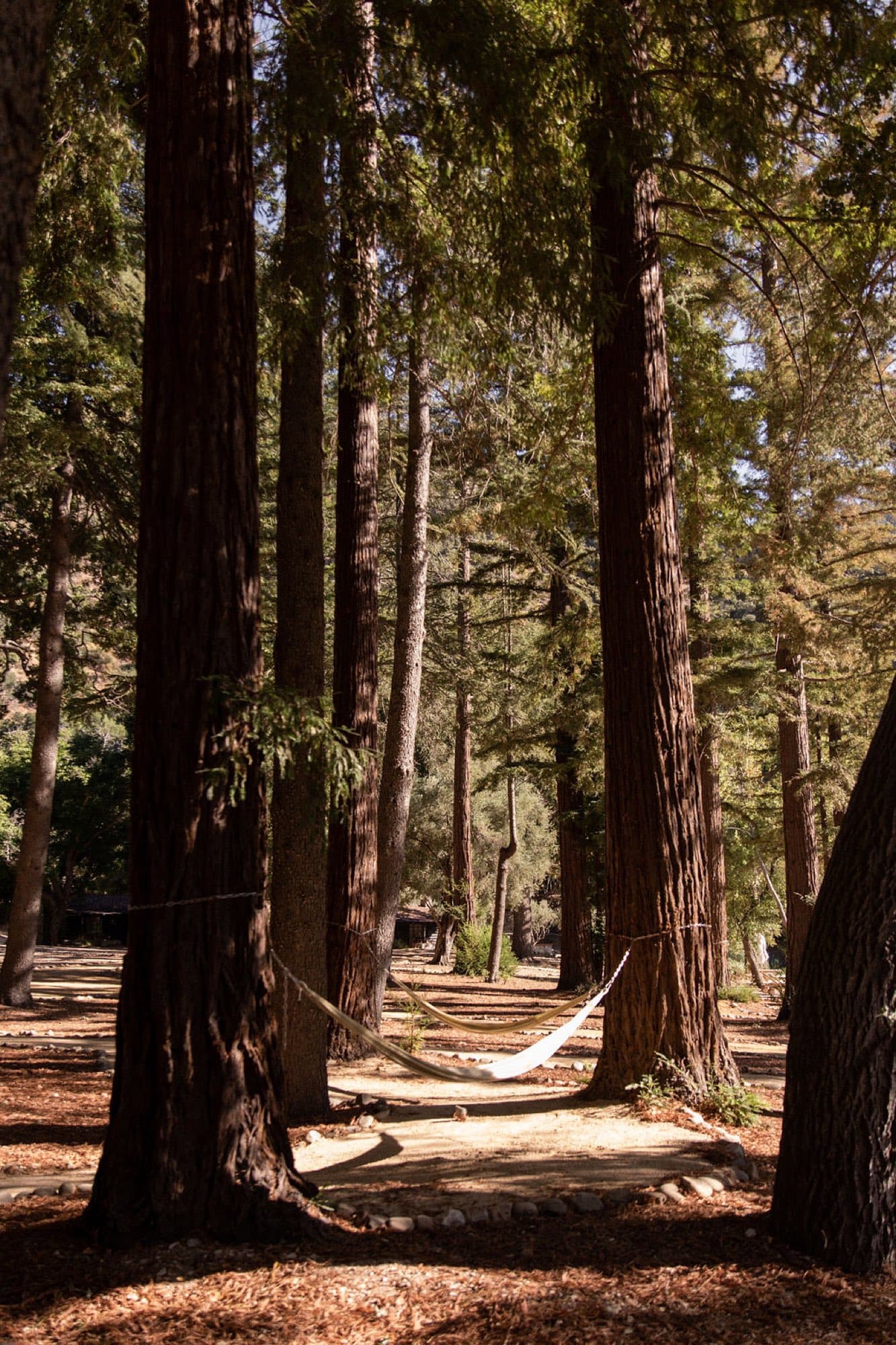 A hammock strung between the redwoods