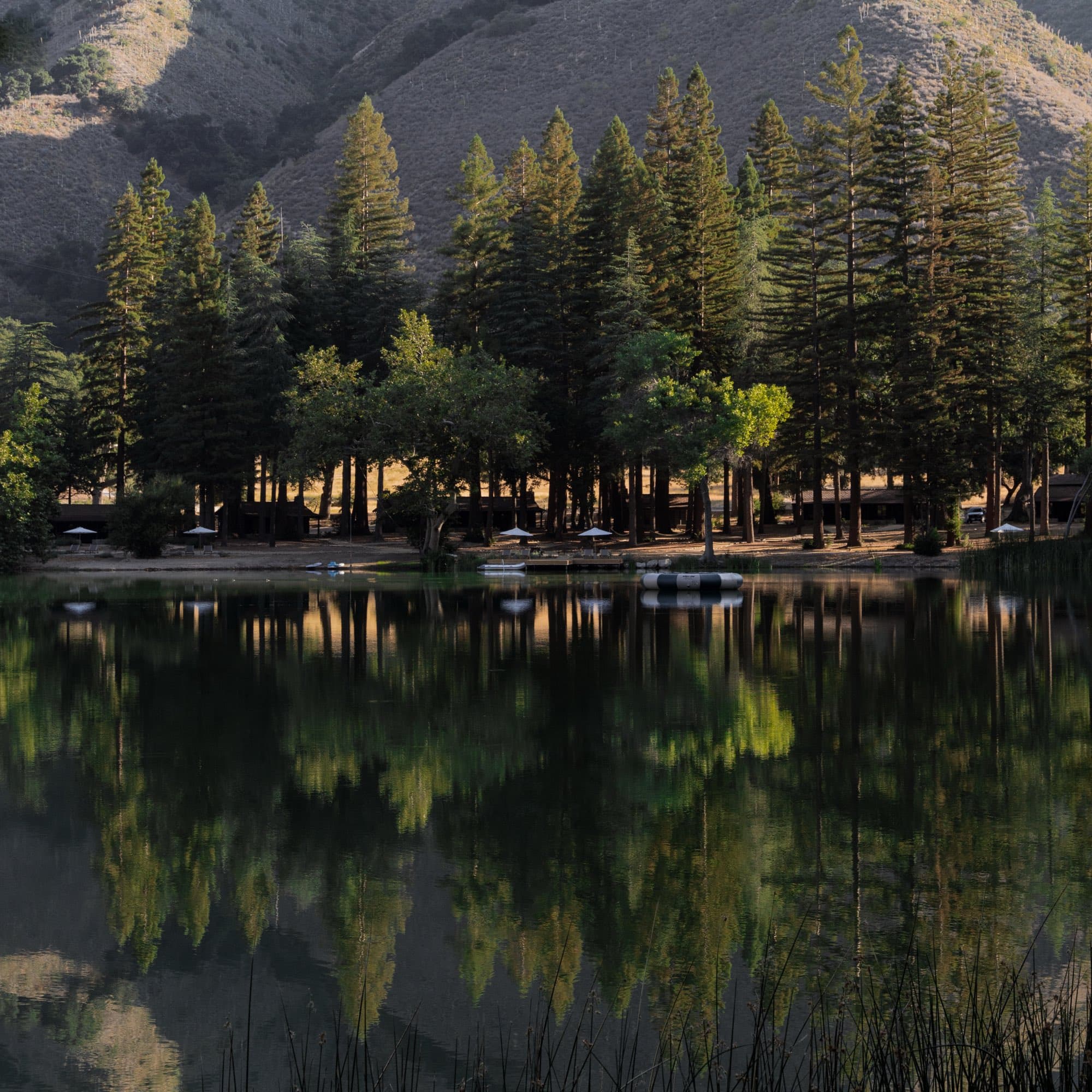 The pines mirrored in the lake, early morning