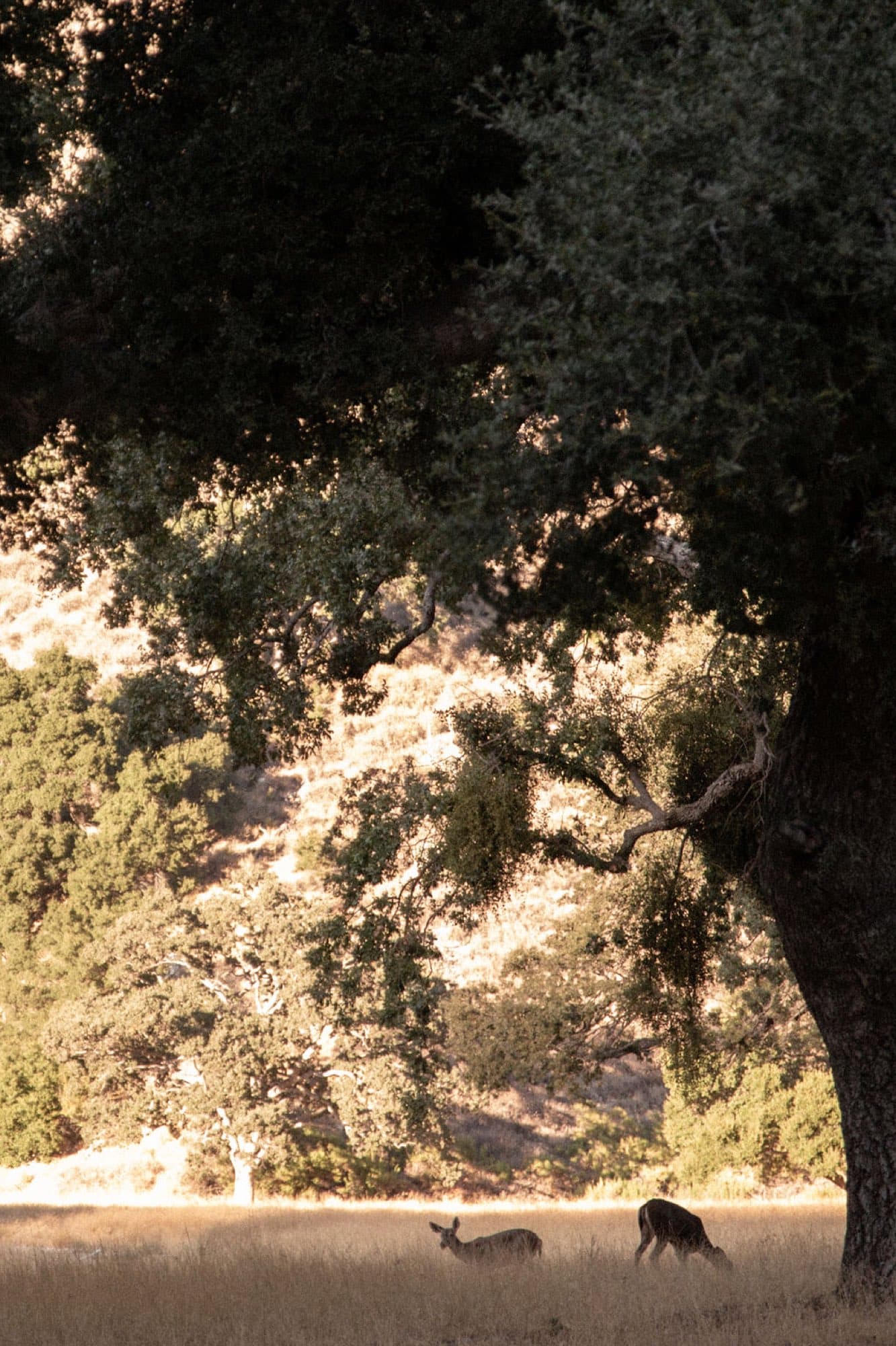 Deer under a valley oak at Zaca Lake