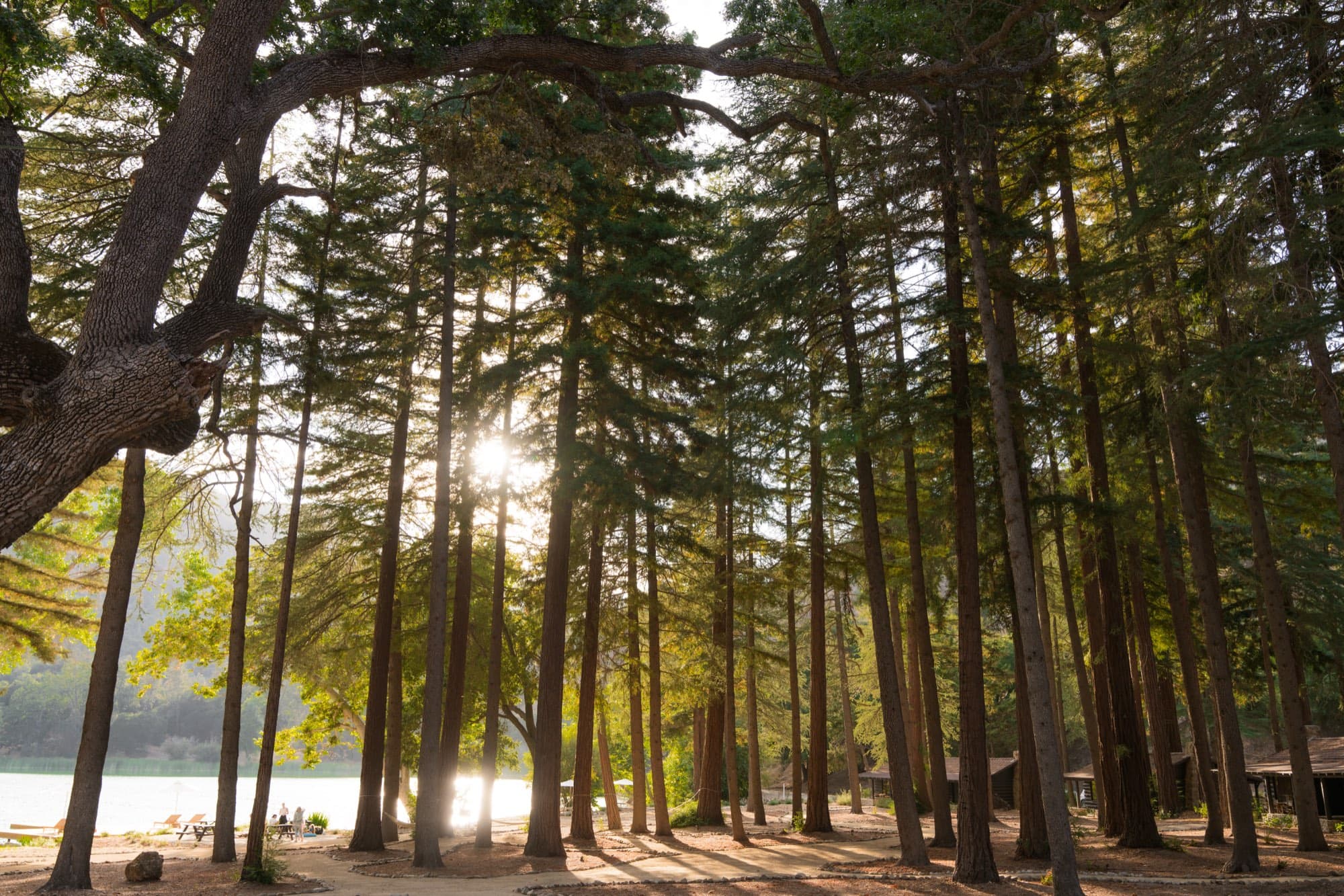 Sun through the redwood grove above the lake, Zaca Lake