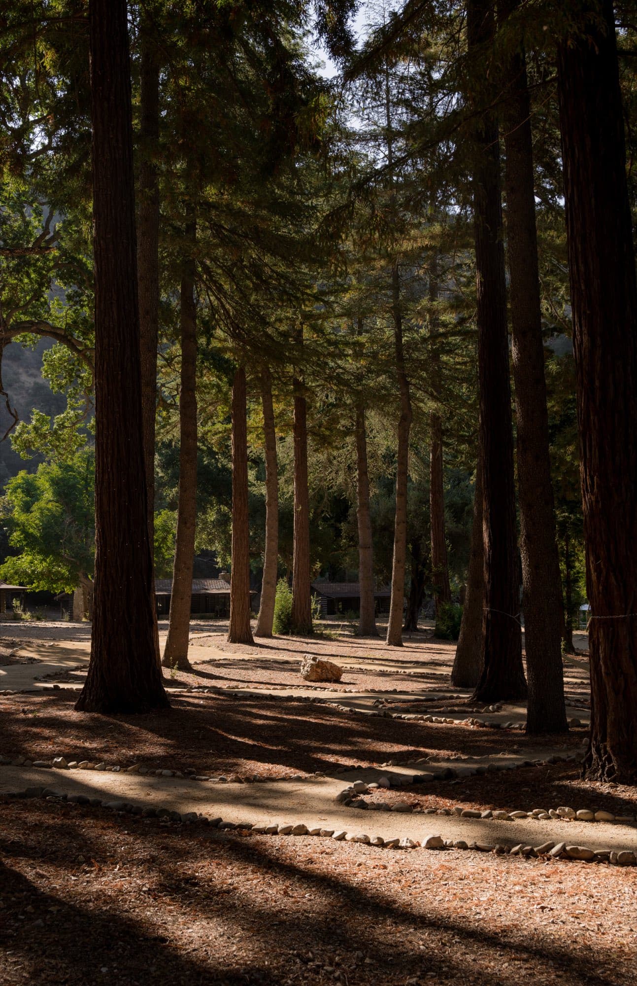 The stone-edged path through the redwood grove