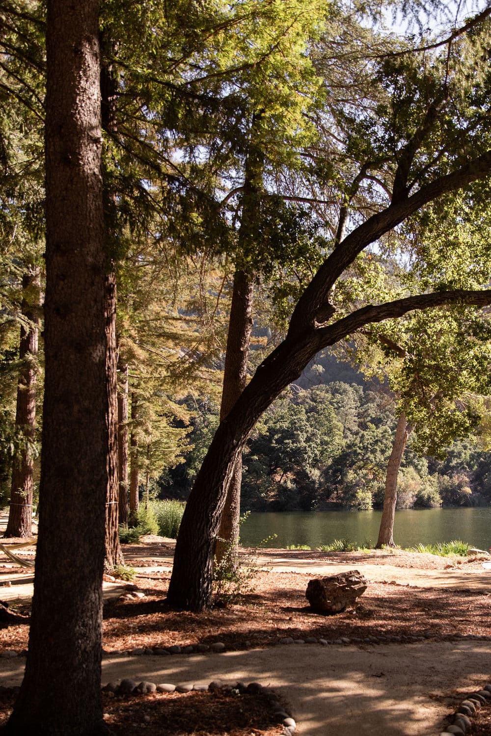 Redwoods along the lake path