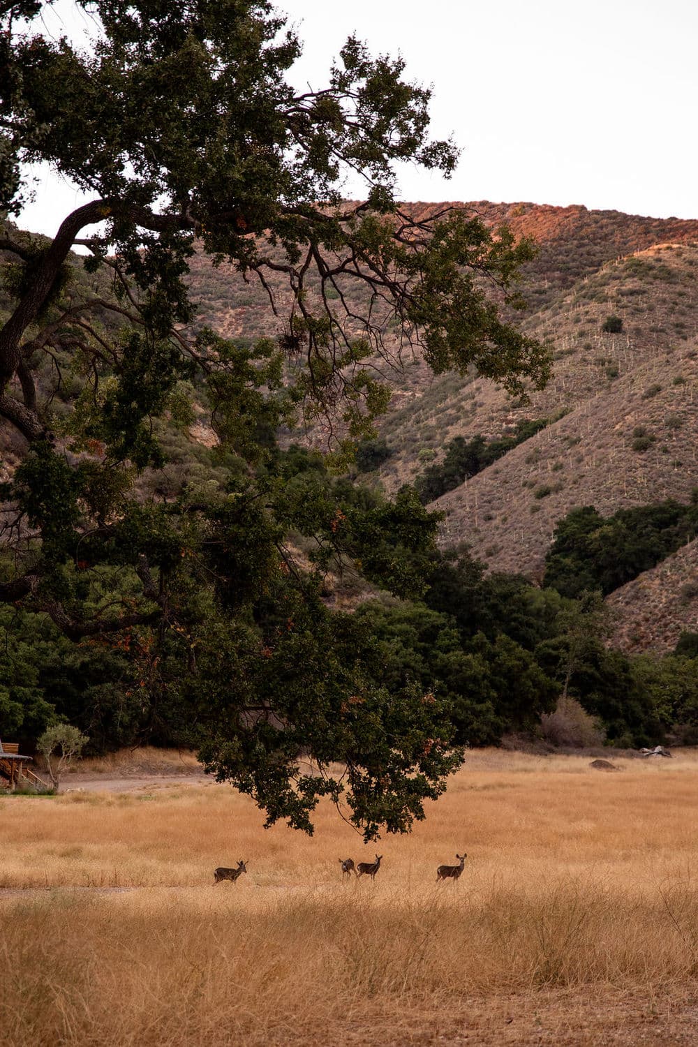 Deer in the golden meadow at Zaca Lake